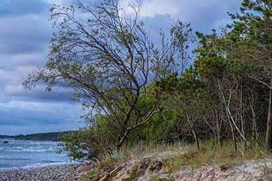 Cloud9强势锁定世界赛席位，cloud9冠军